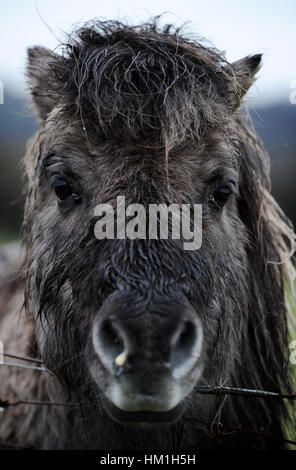 Bolton, Lancashire, UK. Jan 31, 2017. Un jour ou la mélancolie humide ce poney détrempé le long de la Bolton et Manchester Bury, Canal, Bolton, Lancashire. Photo par Paul Heyes, mardi 31 janvier, 2017. Crédit : Paul Heyes/Alamy Live News Crédit : Paul Heyes/Alamy Live News Banque D'Images