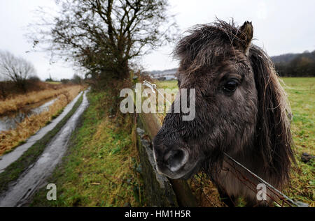 Bolton, Lancashire, UK. Jan 31, 2017. Un jour pour cette mélancolie humide poney détrempé le long de l'enterrer, Bolton et Manchester Canal, Bolton, Lancashire. Photo par Paul Heyes, mardi 31 janvier, 2017. Crédit : Paul Heyes/Alamy Live News Crédit : Paul Heyes/Alamy Live News Banque D'Images