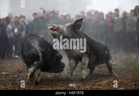 Danzhai, province du Guizhou en Chine. 1er février, 2017. Les villageois de regarder deux porcs noirs au cours d'un jeu de combat en Yahui village de Danzhai County, au sud-ouest de la province du Guizhou, en Chine, le 1 février 2017. Le jeu était organisé par des éleveurs de porcs. Credit : Huang Xiaohai/Xinhua/Alamy Live News Banque D'Images