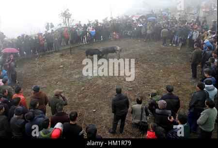 Danzhai, province du Guizhou en Chine. 1er février, 2017. Les villageois de regarder deux porcs noirs au cours d'un jeu de combat en Yahui village de Danzhai County, au sud-ouest de la province du Guizhou, en Chine, le 1 février 2017. Le jeu était organisé par des éleveurs de porcs. Credit : Huang Xiaohai/Xinhua/Alamy Live News Banque D'Images