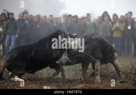 Danzhai, province du Guizhou en Chine. 1er février, 2017. Les villageois de regarder deux porcs noirs au cours d'un jeu de combat en Yahui village de Danzhai County, au sud-ouest de la province du Guizhou, en Chine, le 1 février 2017. Le jeu était organisé par des éleveurs de porcs. Credit : Huang Xiaohai/Xinhua/Alamy Live News Banque D'Images