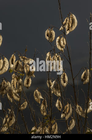 Graines et fruits de séné, vessie Colutea arborescens ; Grèce du Nord. Banque D'Images