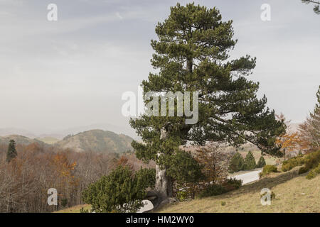 Old Black Pine, Pinus nigra nigra ssp, à 1600m dans le nord de la montagnes Pindos Banque D'Images