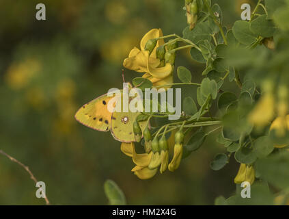 Colias croceus jaune assombrie, vessie en Grèce. fleurs, séné Banque D'Images