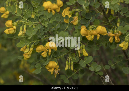 Senna, vessie Colutea arborescens en fleur ; Grèce du Nord. Banque D'Images