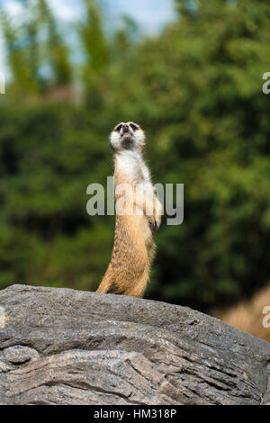 Un haut Meerkat sur un rocher de la garde Banque D'Images