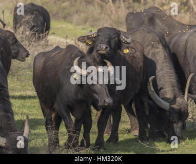 Troupeau de buffles d'eau sur les rives du lac Kerkini, Grèce du Nord. Banque D'Images
