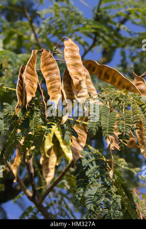 Automne couleur en italien hills. Albizia julibrissin arbre de soie (fruits) Banque D'Images