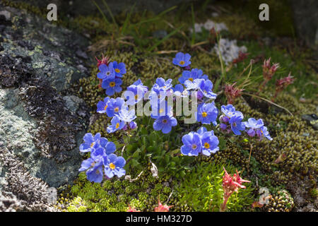 Fleur alpine Eritrichium nanum (arctic alpine forget-me-not), de la vallée d'Aoste. Photo prise à une altitude de 2900 mètres Banque D'Images