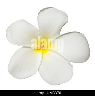 Blanc jaune plumeria flower isolé sur fond blanc Banque D'Images