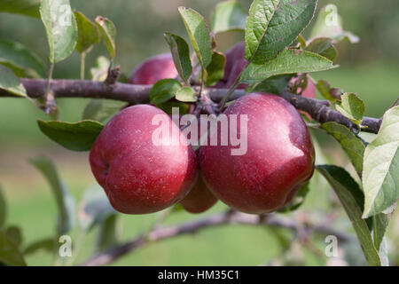 Malus domestica 'Starkrimson' délicieux. Pommes sur un arbre. Banque D'Images