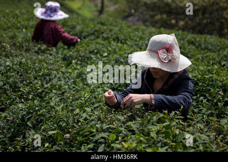 Les femmes portant un chapeau contre le soleil la récolte du thé dans une plantation de thé dans les montagnes du Sichuan en Chine. Banque D'Images