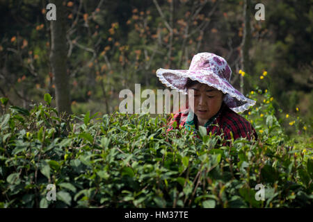 Une femme ramasse les bourgeons de thé d'offres au cours de la première récolte de thé de l'année au cours de Qing Ming festival dans le Sichuan en Chine. Banque D'Images