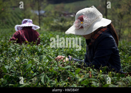 Les femmes portant un chapeau contre le soleil la récolte du thé dans une plantation de thé dans les montagnes du Sichuan en Chine. Banque D'Images