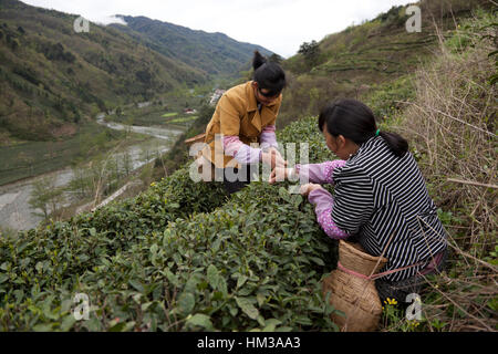 La récolte des bourgeons de thé qui travaillent dans une plantation de thé, là-haut, dans les montagnes du sud en Min Gansu dans l'ouest de la Chine. Banque D'Images