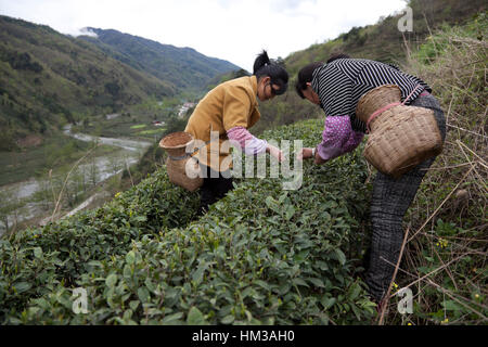 La récolte des bourgeons de thé qui travaillent dans une plantation de thé, là-haut, dans les montagnes du sud en Min Gansu dans l'ouest de la Chine. Banque D'Images