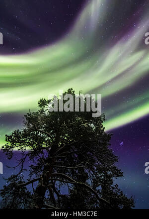 Northern Lights dans le parc national Urho Kekkonen, Finlande Banque D'Images