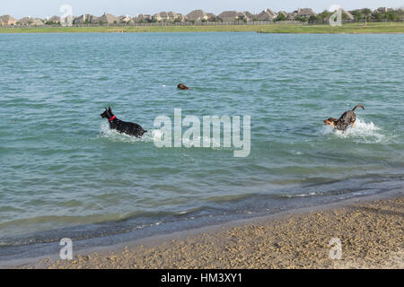 Dobermann et un pit-bull mix de la récupération des jouets dans fetch un parc pour chiens de rétention avec un berger allemand exubérante et éclaboussant chasing mutt Banque D'Images