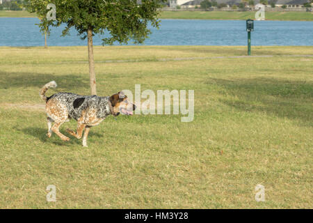 Bluetick hound et tricolore walker coonhoung mix fonctionnant à travers un parc pour chiens, pris midstride avec trois pieds du sol. 4869px X 3246px 320dpi Banque D'Images