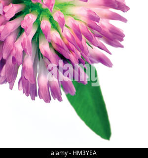 Trifolium pratense trèfle rouge fleurs et feuilles gros plan macro, grand studio shot isolés détaillés Banque D'Images