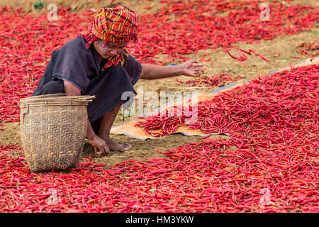 KALAW, MYANMAR - Décembre 07, 2016 : femme tribu red chili récolte près de Kalaw Shan au Myanmar (Birmanie) Banque D'Images