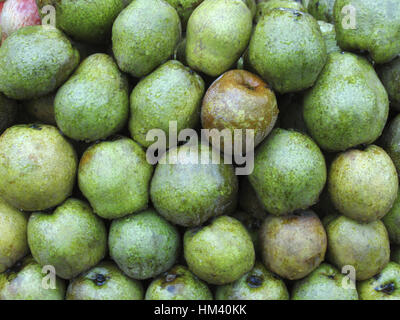 Pyrus communes fruit vert juteux doux principalement cultivée en Europe et en Amérique du Nord il y a des milliers de cultivars de ces trois espèces. Banque D'Images