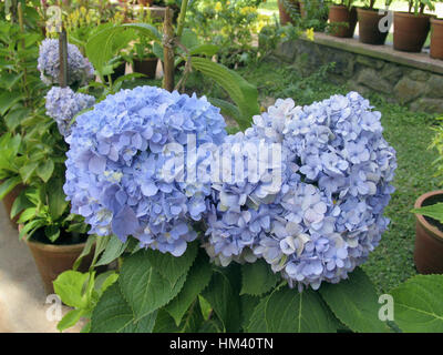 Violette fleur indienne Ixora est un genre de plantes de la famille des Rubiacées. Ixora se développe souvent dans des climats subtropicaux dans le United States Banque D'Images