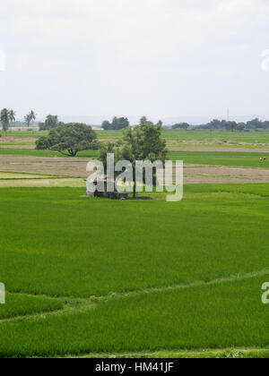 Paysage. Des rizières. Paysage rural, l'Andra Pradesh, Inde Banque D'Images