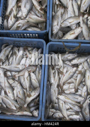 Poissons conservés dans quatre caisses en plastique bleu. Banque D'Images