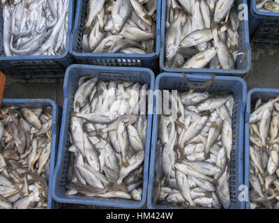 Poissons conservés dans des caisses en plastique. Banque D'Images