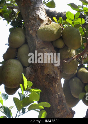 Jack fruits suspendus à un arbre. Banque D'Images