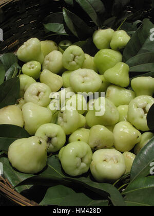 Les pommes de l'eau. Syzygium samarangense est une espèce végétale de la famille des Myrtaceae originaire d'une plus grande des Sundarbans Banque D'Images