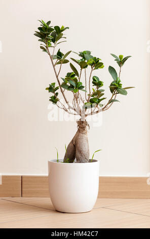 Ginseng Bonsai Ficus retusa ou également connu sous le figuier banyan ou chinois Banque D'Images