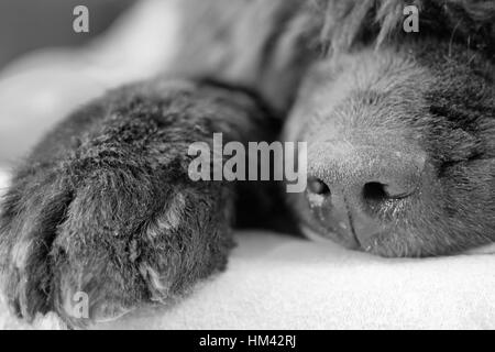 Close up of Newfoundland dog. Image en noir et blanc. Banque D'Images