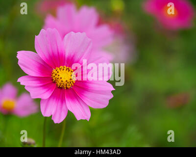 Fleur Rose Cosmos (Cosmos Bipinnatus) libre d'arrière-plan flou Banque D'Images