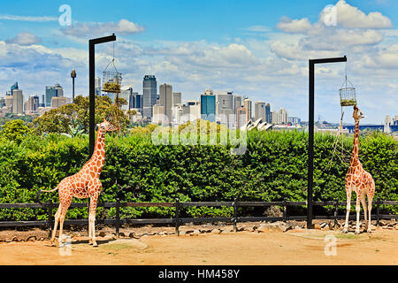 Un couple de girafes africaines dans parc verdoyant sur les rives du port de Sydney CBD contre city landmarks mangent de leurs cages. Banque D'Images