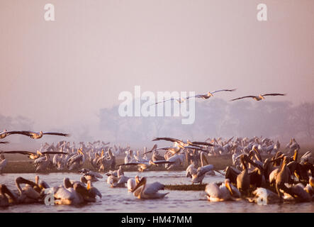 Great White Pelican, (Pelacanus onocrotalus), Flock se lissant tôt le matin dans le parc national de Keoladeo Ghana,Rajasthan, Inde Banque D'Images