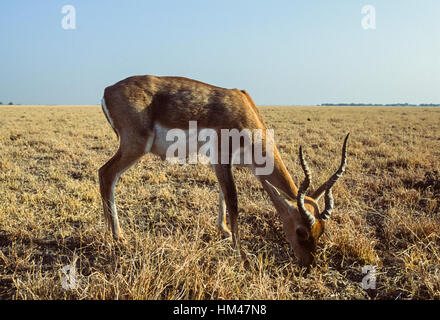 Blackbuck indien, (Antilope cervicapra),mâle sur plaines herbeuses, Velavadar Blackbuck National Park,,Gujarat, Inde Banque D'Images