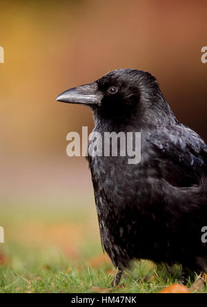 La corneille noire, Corvus corone,sur l'herbe, Banque D'Images