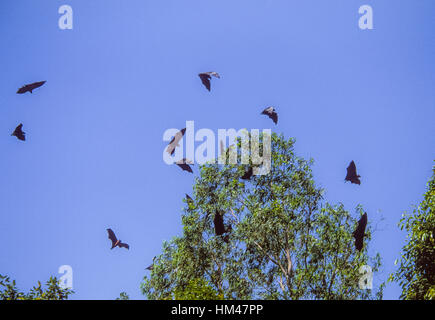 Flying Fox indien ou plus, les Indiens(pteropus giganteus), perchoirs dans un arbre pendant la journée,Rajasthan, Inde Banque D'Images