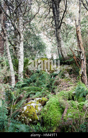 Forêt pluviale scène. Banque D'Images