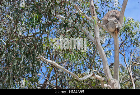 Koala le couchage en hauteur dans le gum tree. Banque D'Images
