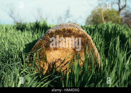 Le journal dans l'herbe au soleil Banque D'Images