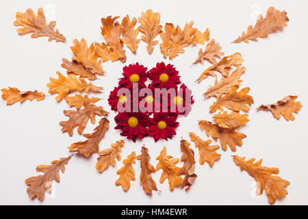 Feuilles jaunes à sec dans la forme d'un cercle avec les chrysanthèmes rouges dans le centre situé sur un tableau blanc, vue du dessus Banque D'Images