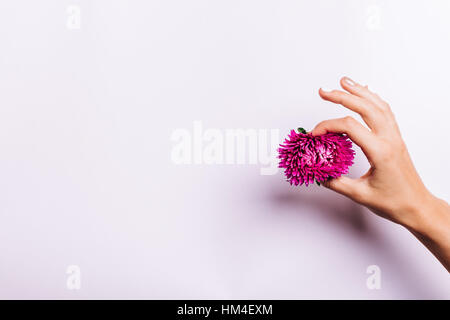 Manucure avec main de femme tenant des fleurs rose sur fond blanc Banque D'Images
