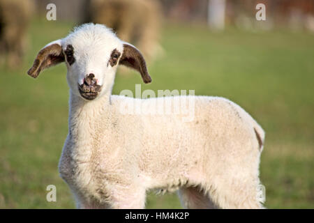 Cute lamb en été sur l'Alpage Banque D'Images