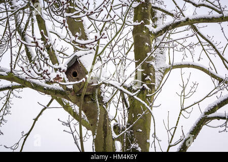 Nichoir oiseaux sur un arbre couvert de neige Banque D'Images