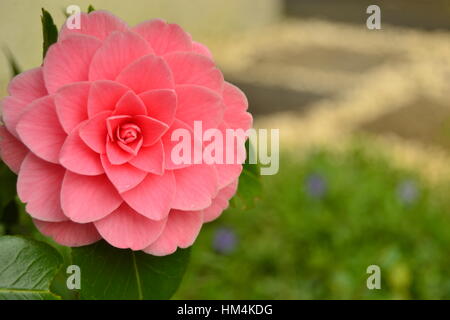 Fleur de camélia rose en pleine floraison dans un jardin Banque D'Images