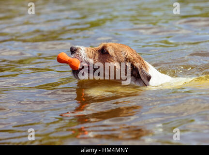 Dans l'eau avec piscine chien jouet os dans la bouche (vue latérale) Banque D'Images