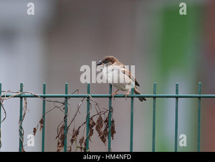 Moineau domestique mâle adulte perché sur une rampe en métal vert la consommation d'un tournesol. Banque D'Images